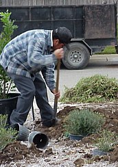 After the plants were placed in the best location, the workers started planting them.